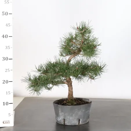 image supplémentaire - PREBONSAI PINUS MUGO 1-5