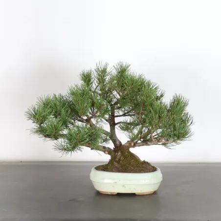Pin mugo bonsai PM-1-6