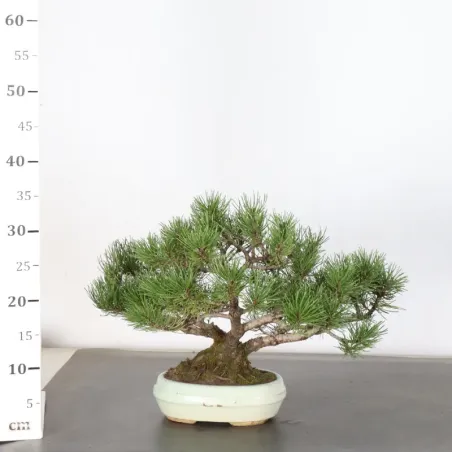 image supplémentaire - BONSAI PIN MUGO 1-6
