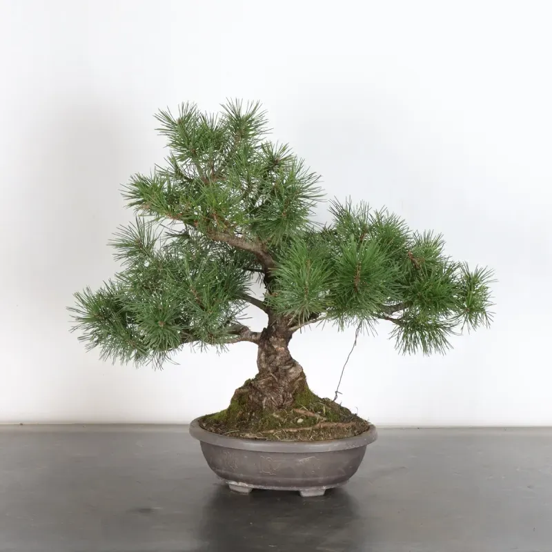 Pin mugo bonsai PM-1-7