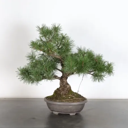 Pin mugo bonsai PM-1-7