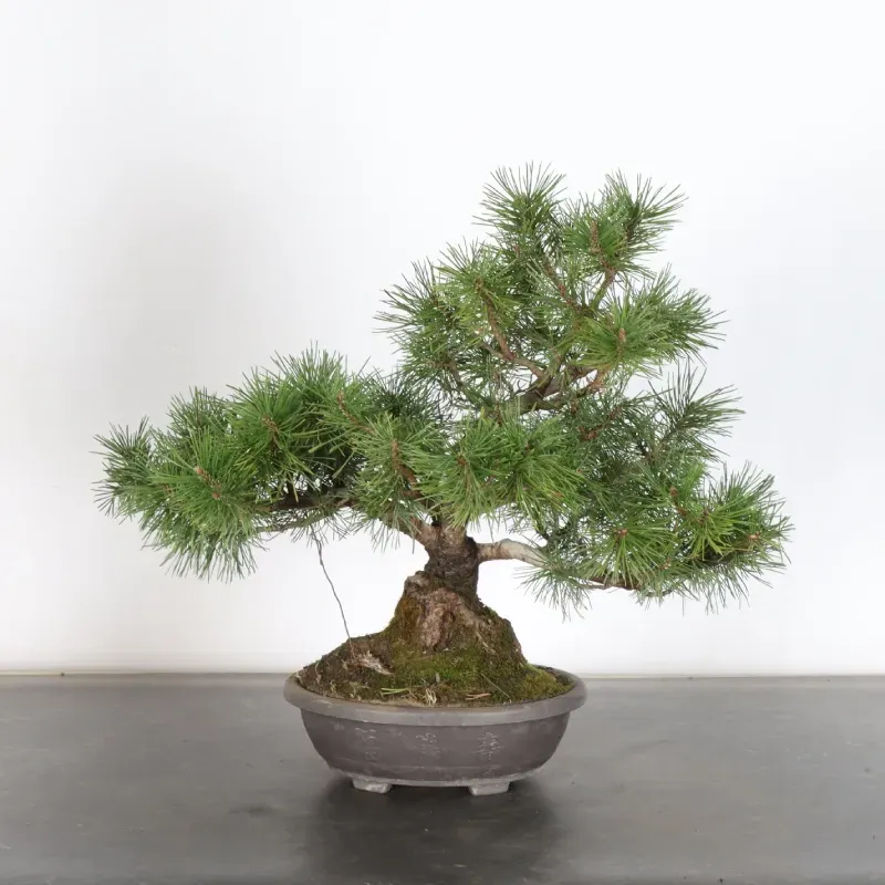 image supplémentaire - BONSAI PIN MUGO 1-7