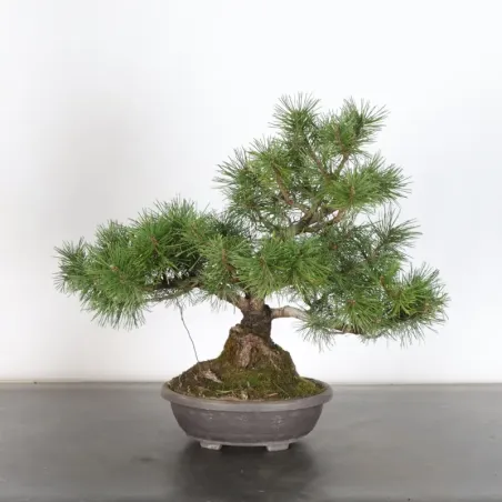 image supplémentaire - BONSAI PIN MUGO 1-7