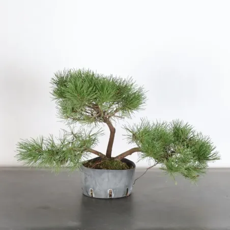 Pin mugo bonsai PM-1-8