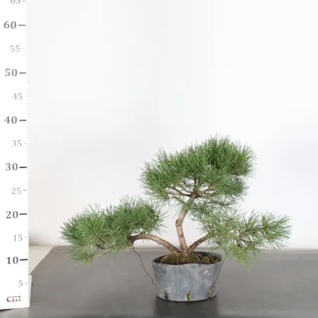 image supplémentaire - PREBONSAI PIN MUGO 1-8