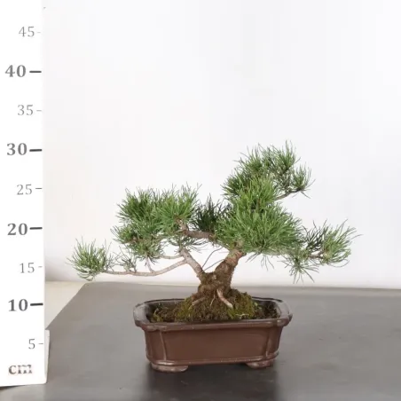 image supplémentaire - BONSAI PIN MUGO 1-9