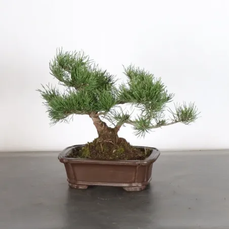 Pin mugo bonsai PM-1-9