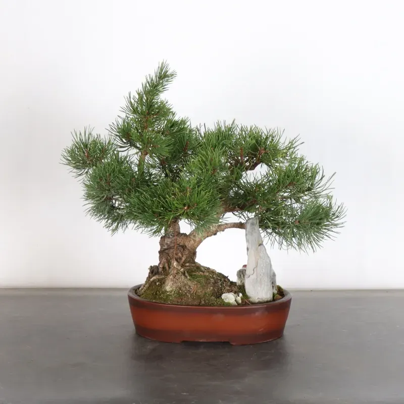 Pin mugo bonsai PM-1-10