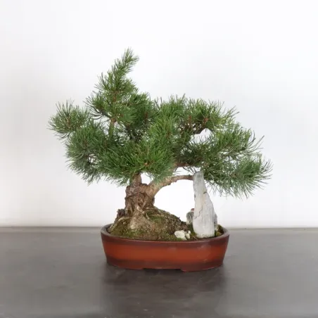 Mugo Bonsai Pine PM-1-10