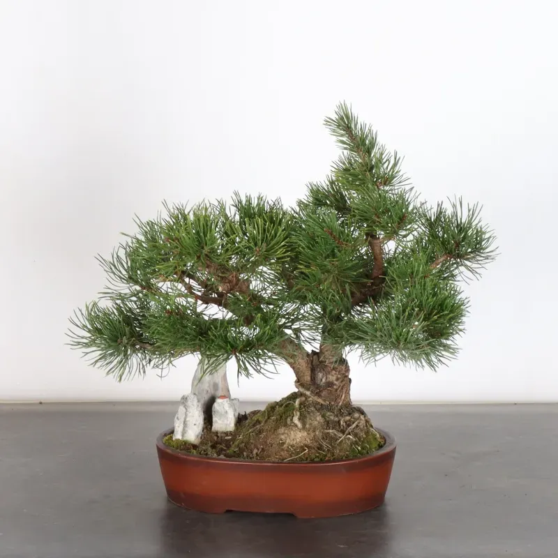 image supplémentaire - BONSAI PIN MUGO AVEC ROCHE...