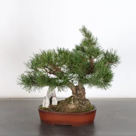 image supplémentaire - BONSAI PIN MUGO AVEC ROCHE...