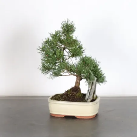 Pin mugo bonsai PM-1-11