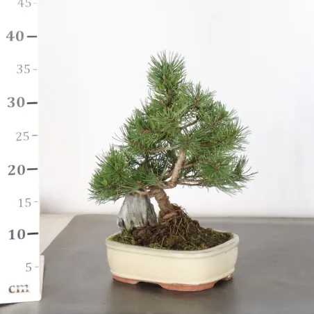 image supplémentaire - BONSAI PINUS MUGO WITH ROCK...