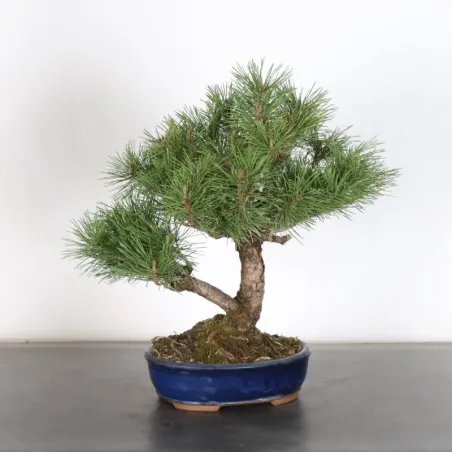 image supplémentaire - BONSAI PIN MUGO 1-12