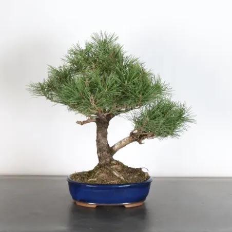 Pin mugo bonsai PM-1-12