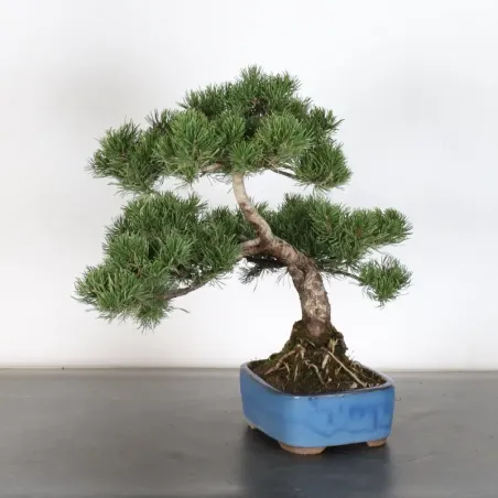 image supplémentaire - BONSAI PIN MUGO 1-13