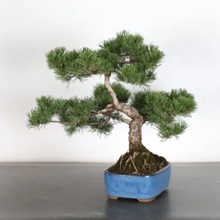 Pin mugo bonsai PM-1-13