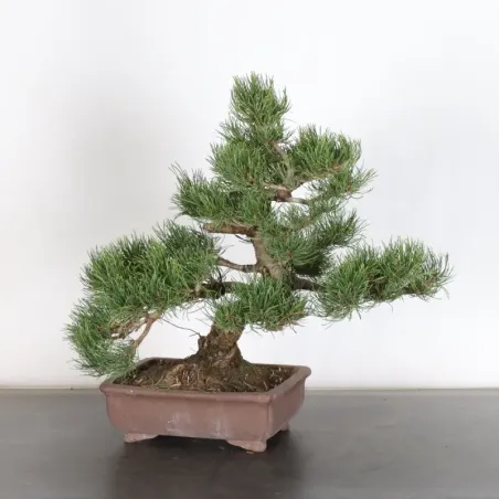 image supplémentaire - BONSAI PIN MUGO 1-14