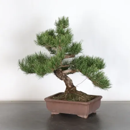 Mugo Bonsai Pine PM-1-14