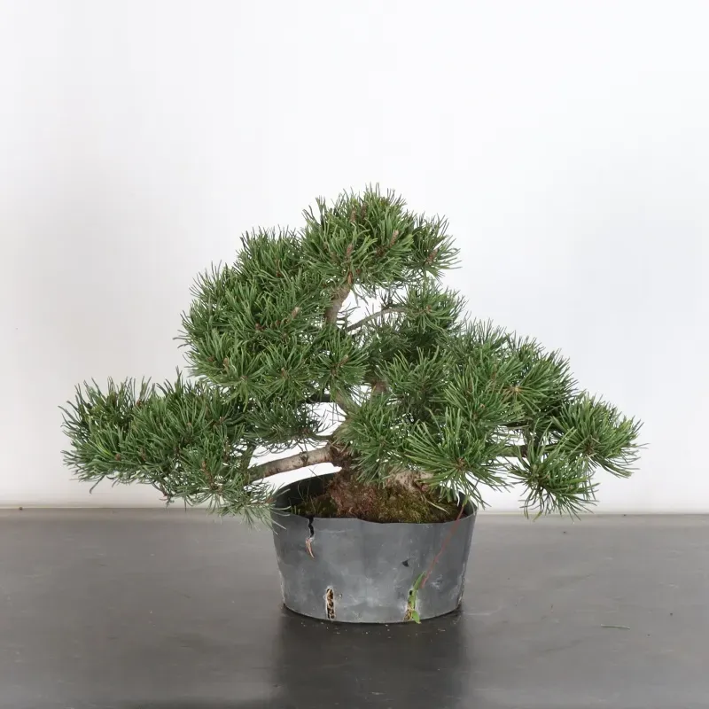 image supplémentaire - PREBONSAI PIN MUGO 1-15