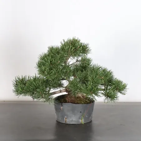 image supplémentaire - PREBONSAI PIN MUGO 1-15