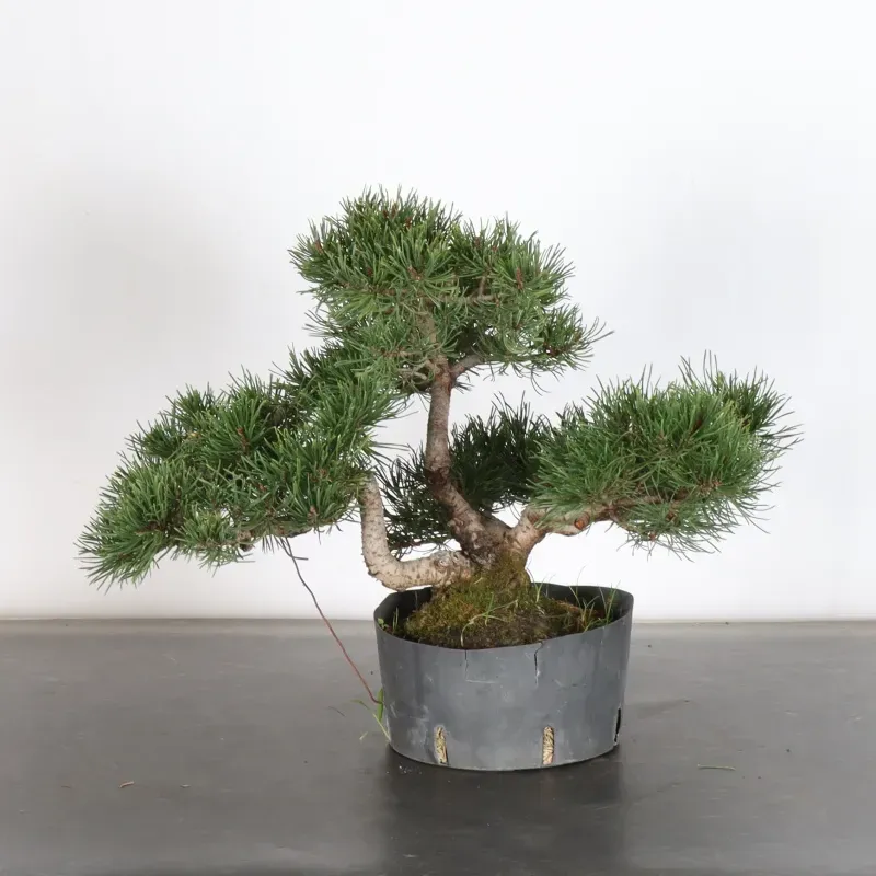 Pin mugo bonsai PM-1-15