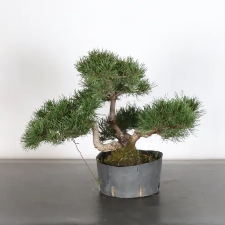 Pin mugo bonsai PM-1-15