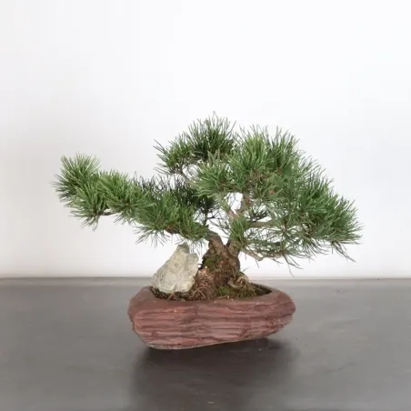 image supplémentaire - BONSAI PIN MUGO AVEC ROCHE...