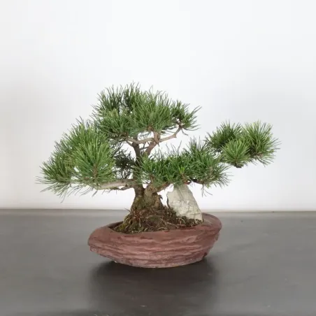 BONSAI PIN MUGO AVEC ROCHE 1-16