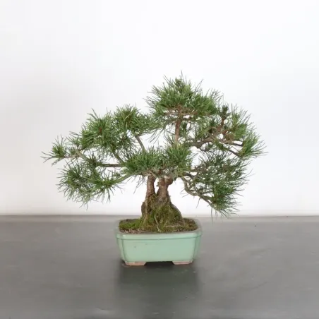 image supplémentaire - BONSAI PINUS MUGO 1-17
