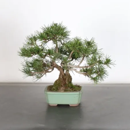 BONSAI PIN MUGO 1-17