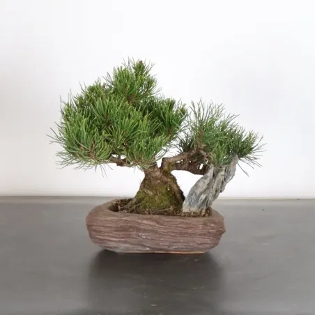 BONSAI PIN MUGO AVEC ROCHE 1-18