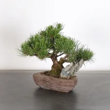 image supplémentaire - BONSAI PIN MUGO AVEC ROCHE...