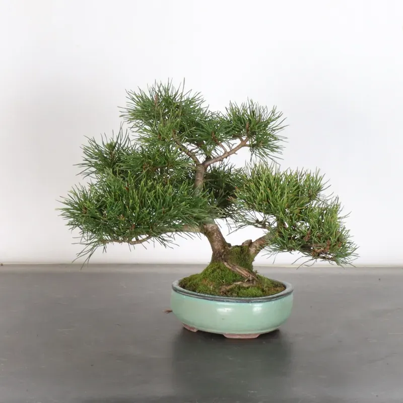 BONSAI PINUS MUGO 1-19
