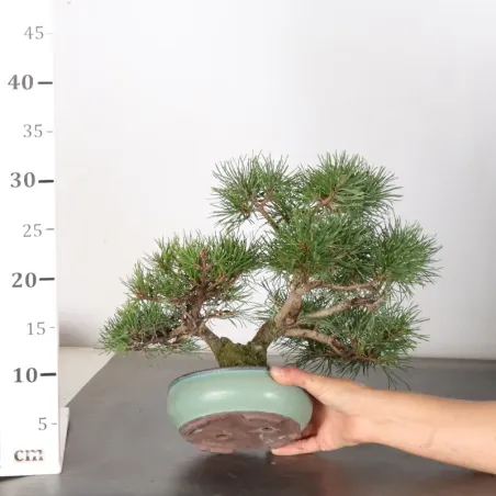 image supplémentaire - BONSAI PIN MUGO 1-19