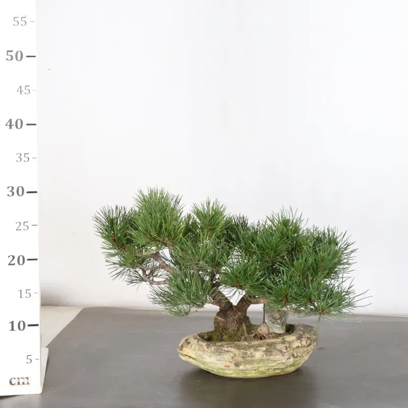image supplémentaire - BONSAI PIN MUGO 1-20