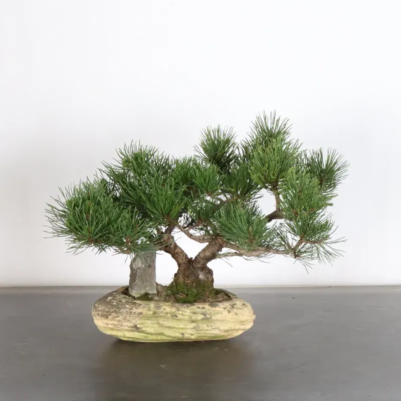 BONSAI PIN MUGO 1-20