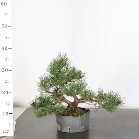 image supplémentaire - PREBONSAI PIN MUGO 1-21