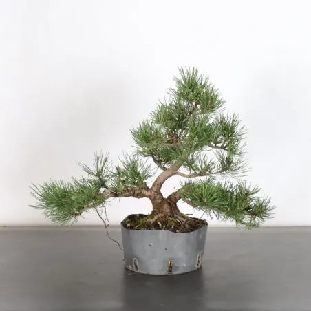 PREBONSAI PIN MUGO 1-21
