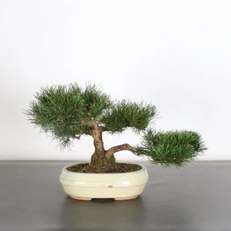 BONSAI PIN MUGO 1-22