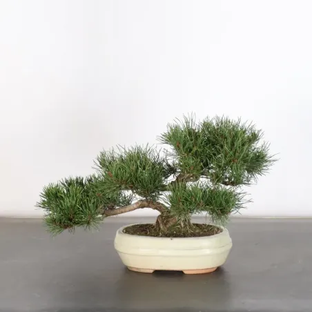 image supplémentaire - BONSAI PIN MUGO 1-22