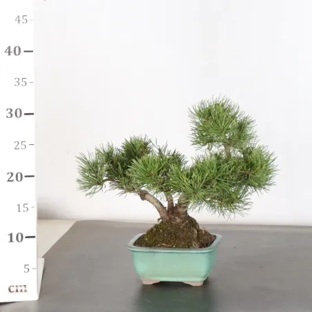 image supplémentaire - BONSAI PIN MUGO 1-23