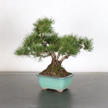 BONSAI PIN MUGO 1-23