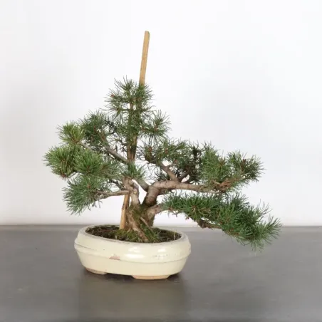 BONSAI PIN MUGO 1-24