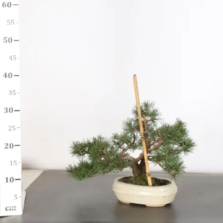 image supplémentaire - BONSAI PIN MUGO 1-24