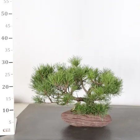 image supplémentaire - BONSAI PIN MUGO 1-25