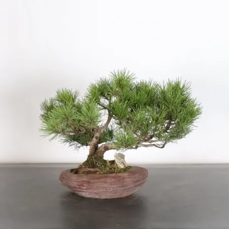 BONSAI PINUS MUGO 1-25
