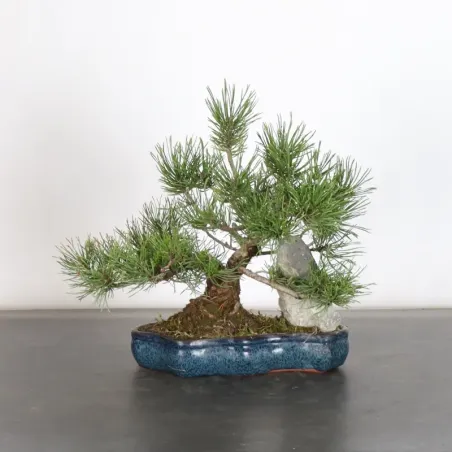 BONSAI PINUS MUGO 1-26 (cracked pot)