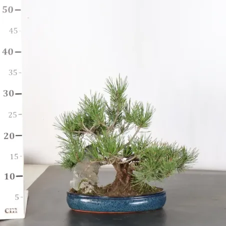 image supplémentaire - BONSAI PIN MUGO 1-26 (pot...