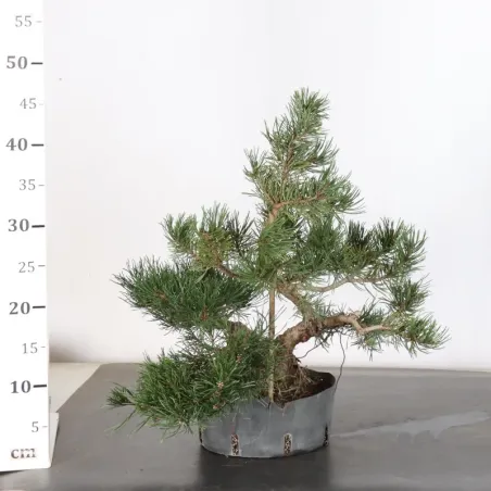 image supplémentaire - PREBONSAI PINUS MUGO 1-27